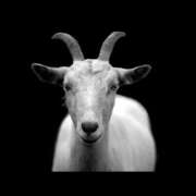 ヒメ日記 2025/04/28 05:31 投稿 乱(らん) 姫路性感人妻エステ　アロマージュ