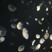 ヒメ日記 2025/04/29 10:16 投稿 ちひろ 素人妻御奉仕倶楽部Hip's松戸店