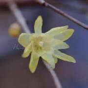 ヒメ日記 2025/04/11 00:11 投稿 比奈多(ひなた) グランドオペラ横浜