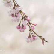 ヒメ日記 2025/04/18 17:32 投稿 比奈多(ひなた) グランドオペラ横浜