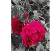 比奈多(ひなた) 退勤いたしました...🌹✨☔ グランドオペラ横浜