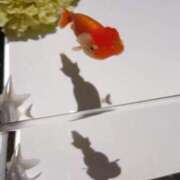 ヒメ日記 2026/04/28 08:30 投稿 みやび スイカ