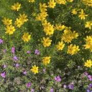 ヒメ日記 2026/06/13 00:17 投稿 ななお 美熟女倶楽部Hip's 春日部店