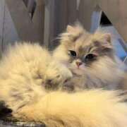 ヒメ日記 2025/02/18 19:50 投稿 たま ごほうびSPA池袋店