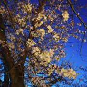 ヒメ日記 2025/04/13 14:03 投稿 かなで【梅田堂山女学院】 梅田堂山女学院