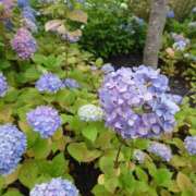 ヒメ日記 2025/06/26 18:29 投稿 かなで【梅田堂山女学院】 梅田堂山女学院