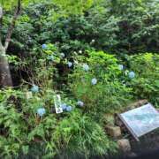 ヒメ日記 2025/06/20 14:46 投稿 志野 熟女の風俗最終章 新横浜店