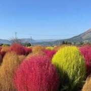 ヒメ日記 2025/11/12 17:33 投稿 あん☆期待度120％清楚系美少女 Ribbon 1st