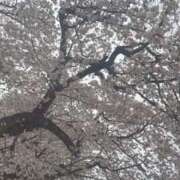 ヒメ日記 2025/04/06 22:34 投稿 みる マリン宮殿水戸店