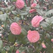 ヒメ日記 2025/04/20 22:21 投稿 みる マリン宮殿水戸店