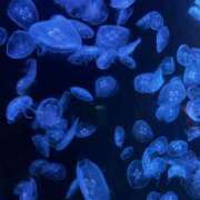 ヒメ日記 2025/10/07 13:54 投稿 みる マリン宮殿水戸店