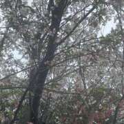 ヒメ日記 2025/03/29 09:53 投稿 爛(らん) 人妻城 横浜本店