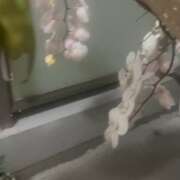 ヒメ日記 2025/05/09 23:09 投稿 爛(らん) 人妻城 横浜本店