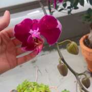 ヒメ日記 2025/05/11 07:44 投稿 爛(らん) 人妻城 横浜本店