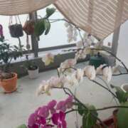 ヒメ日記 2025/05/14 18:42 投稿 爛(らん) 人妻城 横浜本店