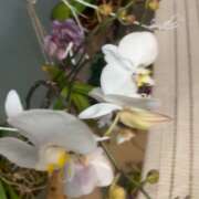 ヒメ日記 2025/05/15 21:11 投稿 爛(らん) 人妻城 横浜本店