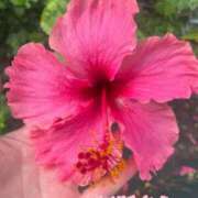 ヒメ日記 2025/08/06 21:11 投稿 爛(らん) 人妻城 横浜本店