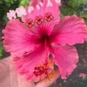 ヒメ日記 2025/08/15 17:46 投稿 爛(らん) 人妻城 横浜本店