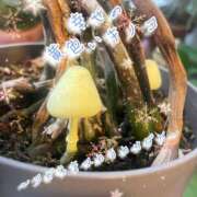 ヒメ日記 2025/11/18 08:40 投稿 爛(らん) 人妻城 横浜本店