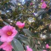 ヒメ日記 2026/02/21 12:22 投稿 爛(らん) 人妻城 横浜本店