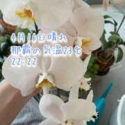 ヒメ日記 2026/04/16 22:37 投稿 爛(らん) 人妻城 横浜本店