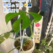 ヒメ日記 2026/04/20 22:33 投稿 爛(らん) 人妻城 横浜本店