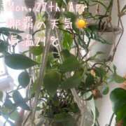 ヒメ日記 2026/04/27 11:39 投稿 爛(らん) 人妻城 横浜本店