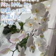 ヒメ日記 2026/04/30 16:59 投稿 爛(らん) 人妻城 横浜本店