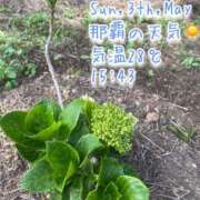 ヒメ日記 2026/05/03 15:56 投稿 爛(らん) 人妻城 横浜本店