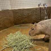 ヒメ日記 2025/07/17 23:45 投稿 あずさ☆超あたり！大当たり！！ JKサークル