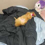 ヒメ日記 2025/10/11 20:30 投稿 あずさ☆超あたり！大当たり！！ JKサークル