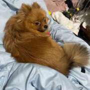 ヒメ日記 2025/11/03 02:34 投稿 あずさ☆超あたり！大当たり！！ JKサークル