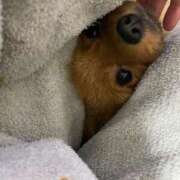 ヒメ日記 2026/01/13 03:05 投稿 あずさ☆超あたり！大当たり！！ JKサークル