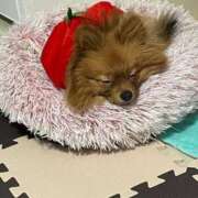 ヒメ日記 2026/02/02 20:30 投稿 あずさ☆超あたり！大当たり！！ JKサークル