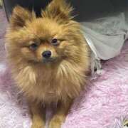 ヒメ日記 2026/03/16 03:00 投稿 あずさ☆超あたり！大当たり！！ JKサークル