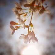 ヒメ日記 2025/03/23 07:06 投稿 新木景子 五十路マダム　和歌山店