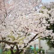 ヒメ日記 2025/04/01 09:54 投稿 新木景子 五十路マダム　和歌山店