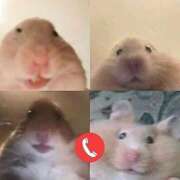 ヒメ日記 2025/05/29 17:29 投稿 にゃん☆ニャンとも可愛い JKサークル