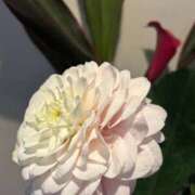 ヒメ日記 2025/12/26 13:45 投稿 にゃん☆ニャンとも可愛い JKサークル