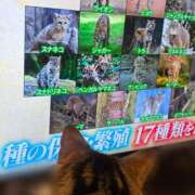 ヒメ日記 2026/02/25 00:01 投稿 にゃん☆ニャンとも可愛い JKサークル