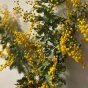 ヒメ日記 2026/03/08 18:30 投稿 にゃん☆ニャンとも可愛い JKサークル