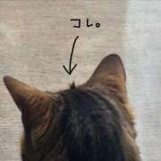 ヒメ日記 2026/04/16 07:15 投稿 にゃん☆ニャンとも可愛い JKサークル