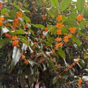 ヒメ日記 2025/10/20 19:23 投稿 おと 桃色奥様 松戸本店