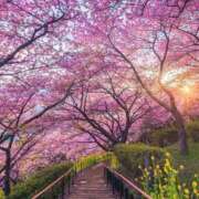 ヒメ日記 2025/03/14 10:26 投稿 綱島 熟女の風俗最終章 新横浜店