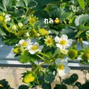 星野　れみ 🐥 あした出勤します🍓 Muzerva Wave