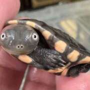 ヒメ日記 2026/01/18 09:36 投稿 北村りの アラフォーna奥様 アラフィフna奥様（埼玉ハレ系）