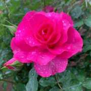 ヒメ日記 2026/01/20 22:28 投稿 小春ひより アラフォーna奥様 アラフィフna奥様（埼玉ハレ系）