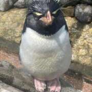 ヒメ日記 2025/11/16 17:54 投稿 高畑まり アラフォーna奥様 アラフィフna奥様（埼玉ハレ系）