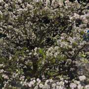 ヒメ日記 2026/03/21 08:32 投稿 高畑まり アラフォーna奥様 アラフィフna奥様（埼玉ハレ系）