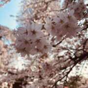 ヒメ日記 2026/04/04 11:53 投稿 高畑まり アラフォーna奥様 アラフィフna奥様（埼玉ハレ系）